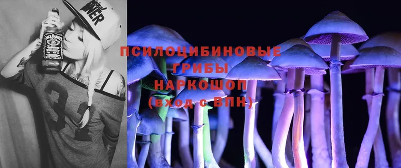 Псилоцибиновые грибы Psilocybe  цены   Зуевка 